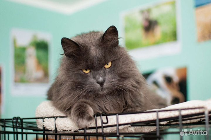 Кот нибелунг из приюта в добрые руки