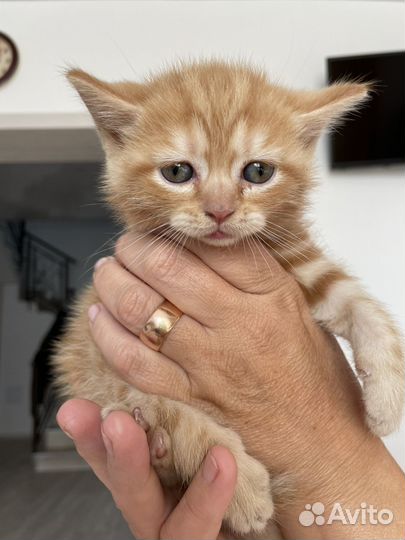 Британский котенок