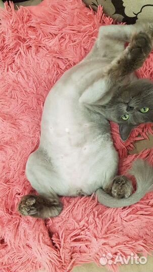 Нибелунг вязка