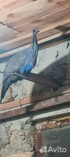 Цесарки грифовые