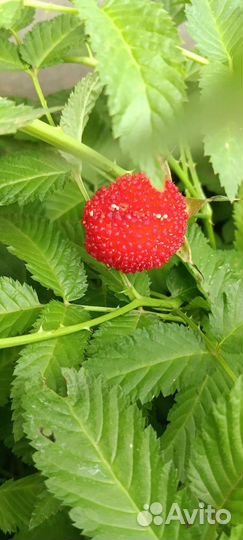 Тибетская малина саженцы