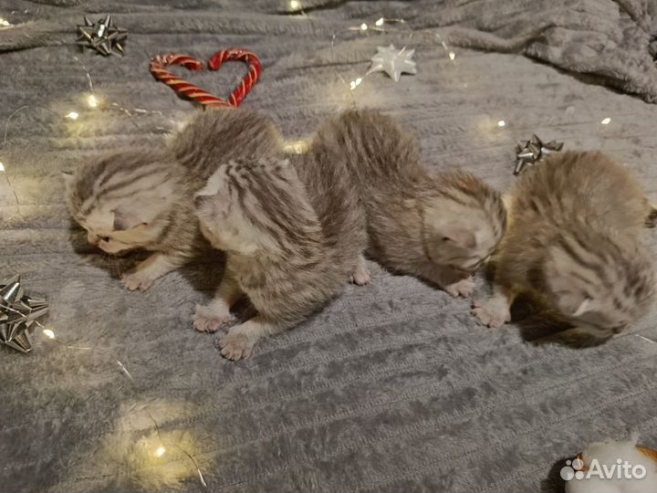 Котята Британской шиншиллы