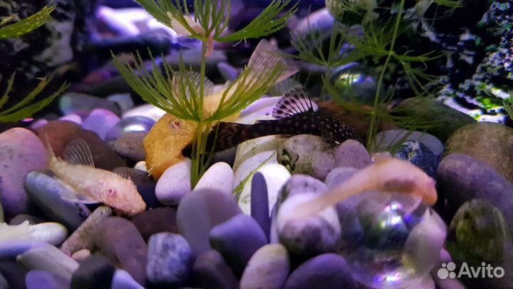 Анциструсы белые и чёрные