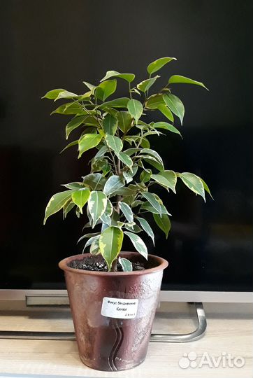 Фикус бенджамина кинки