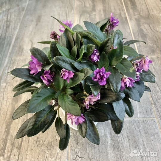 Фиалка Senk's Azalea Trail (трейлер)