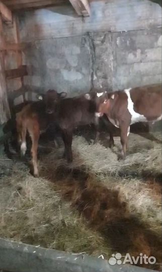 Быки и телки