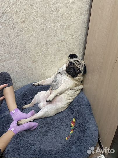 Мопс бесплатно