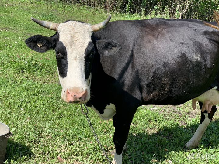 Домашние бычки