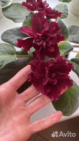 Сортовые фиалки