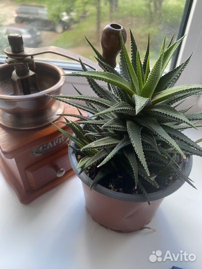 Хавортия полосатая