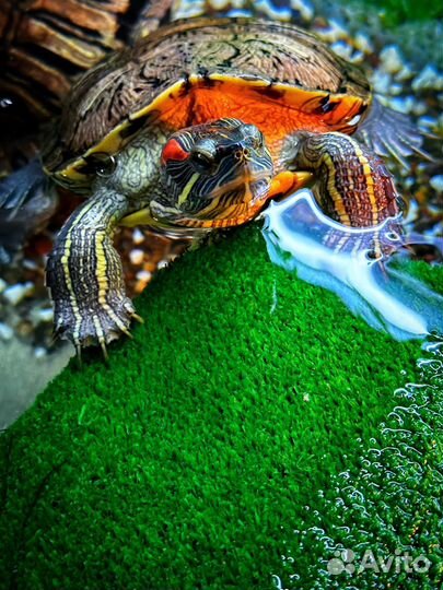 Черепашки красноухие бесплатно