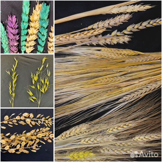 Семена сухоцветов