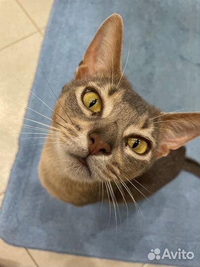 Розыск кота