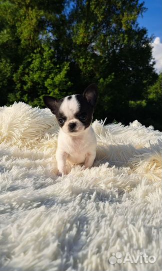 Мини эксклюзивчик