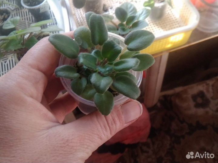 Фиалки трейлеры