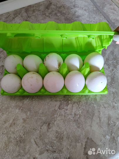 Тушёнка из говядины