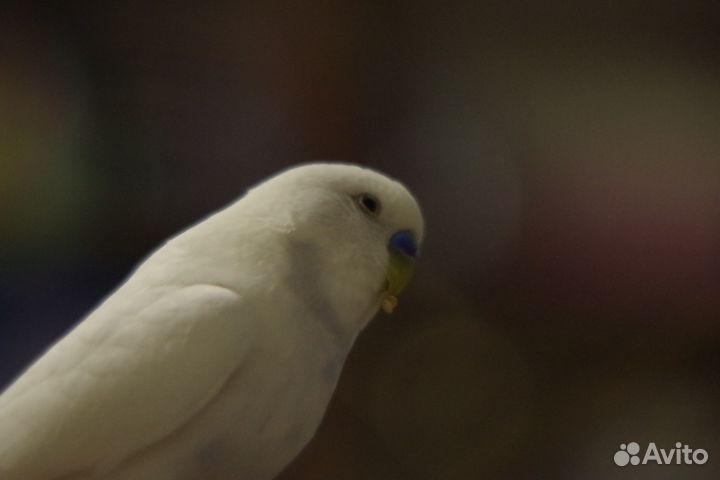 Объектив Tamron 38-100 f3,5 Adaptall