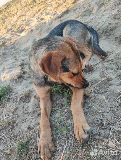 Собака в добрые руки отдам бесплатно