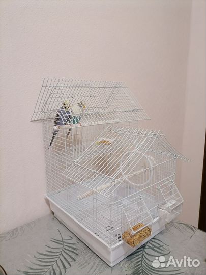 Волнистый попугай с клеткой