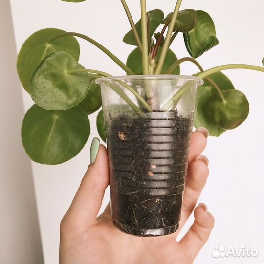 Пилея пеперомиевидная