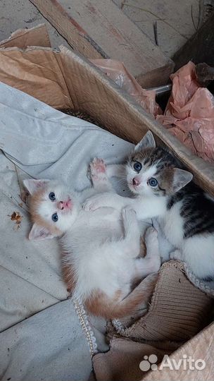 Кошки бесплатно