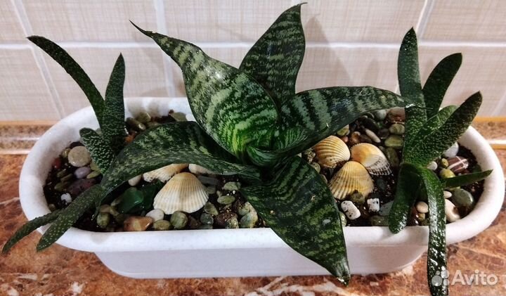 Садик из суккулентов