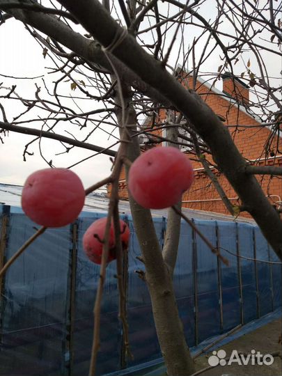 Саженцы винограда, плодовых деревьев