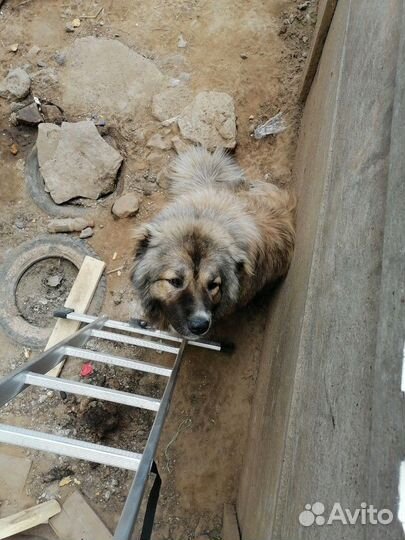 Вязка кавказца