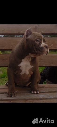 Американский булли покет