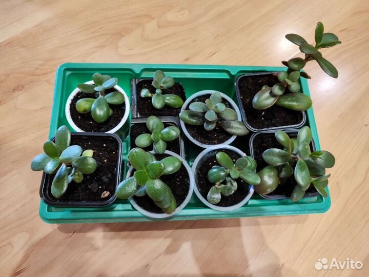 Цветы для дома и счастья