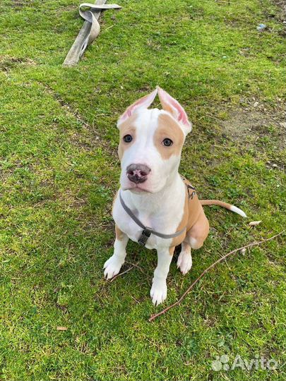 Собака амстафф