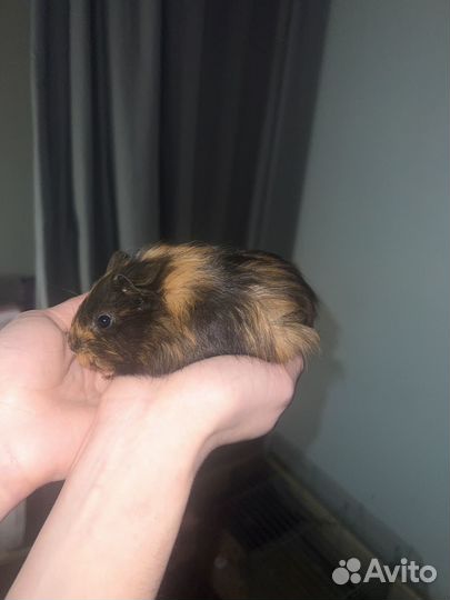 Морская свинка