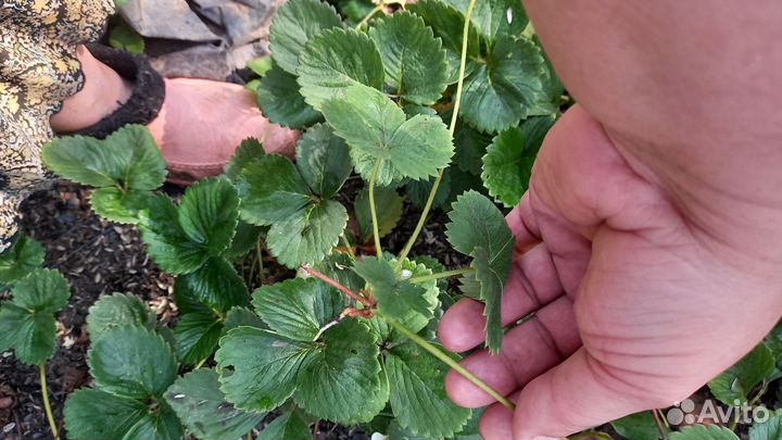 Усы Клубники ремонтантной