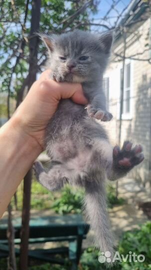 Отдам котят