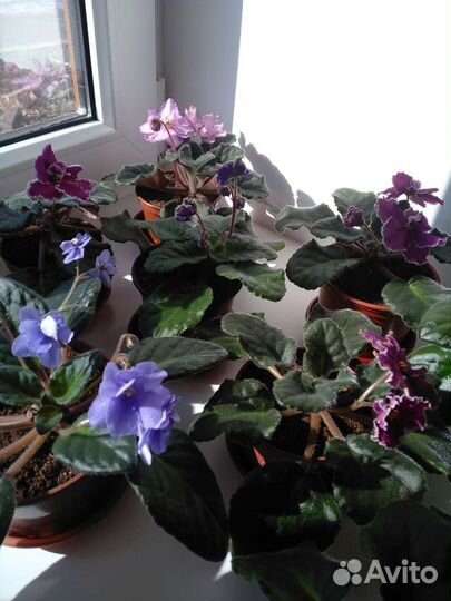 Бегония, фиалки