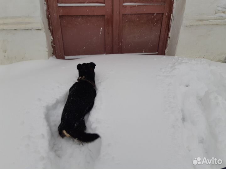 Ищем подругу