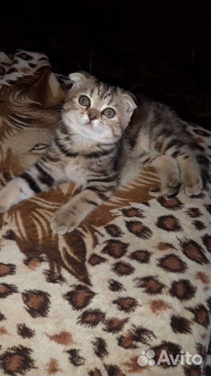 Шотланские котята