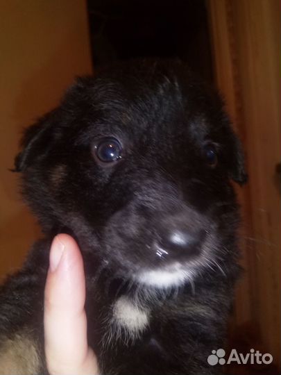 Отдам в хорошие руки собаку