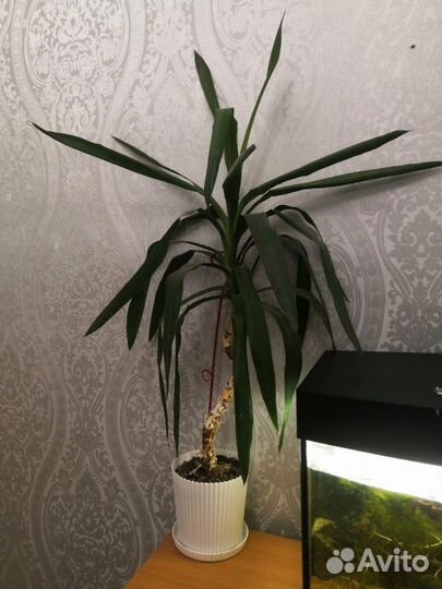 Юкка для дома