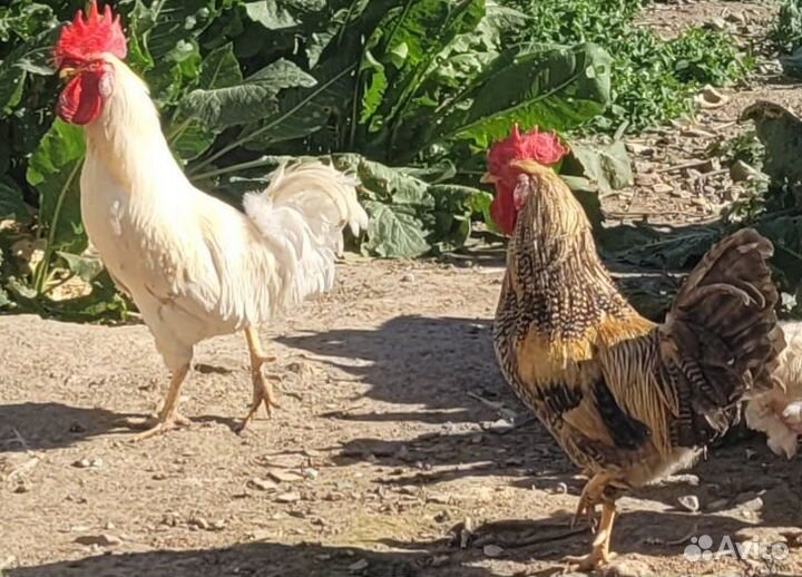 Молодые петухи