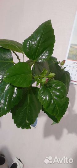 Сортовые гибискусы