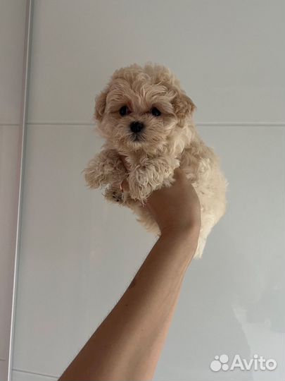 Мальтипу ф1 micro микро мальчик Жемчуг/беж