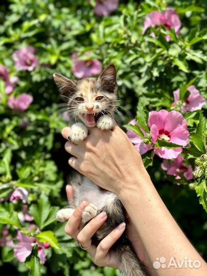 Отдам в добрые руки