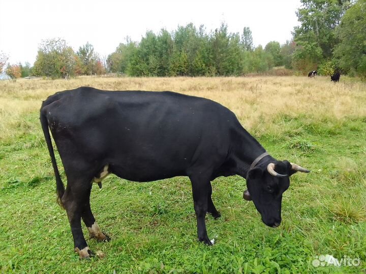 Корова стельная дойная, с теленком