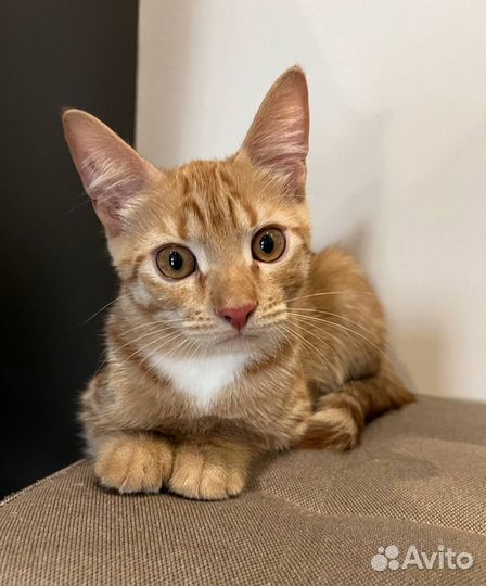 Рыжий котенок мальчик