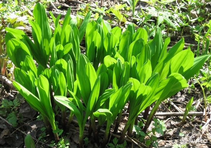 Саженцы черемши и вероника нитевидная