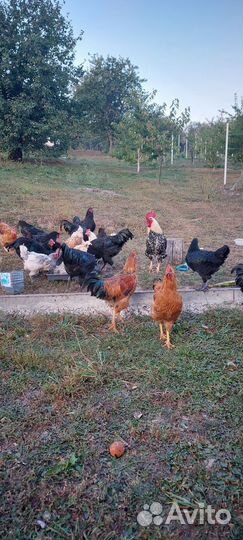 Молодые петухи