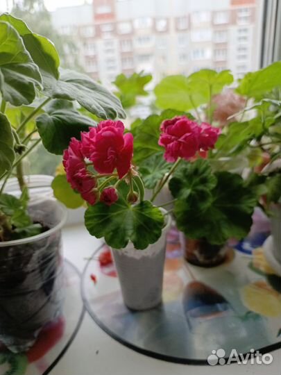 Пеларгония герань