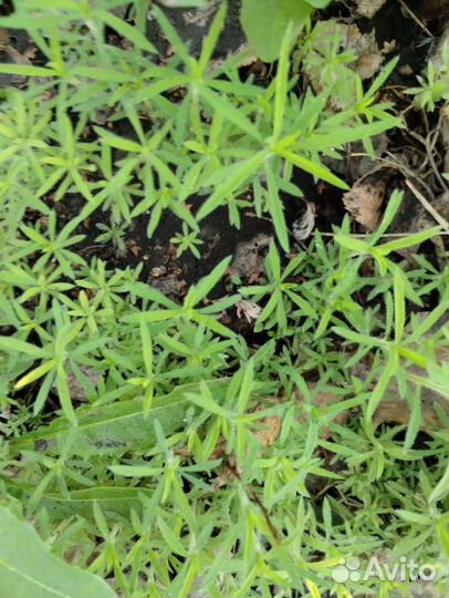 Рассада кохия