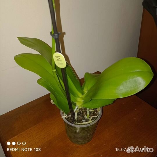 Орхидея Лиодоро